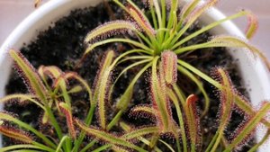 Опасная красотка. Росянка. Знакомство с хищным растением