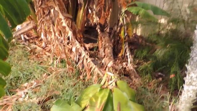 Бананы. Bananas смотреть онлайн