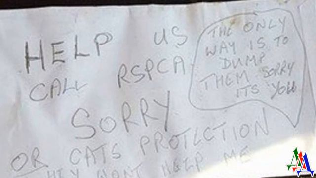 Беспомощные КОТЯТА были заперты в чемодане и выброшены на улицу, но им повезло… смотреть онлайн