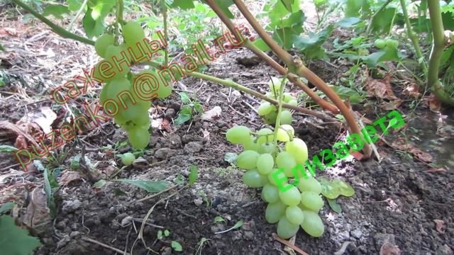 Елизавета- гибридная форма винограда Вишневецкого ( виноград Пузенко Н.Л.) смотреть онлайн