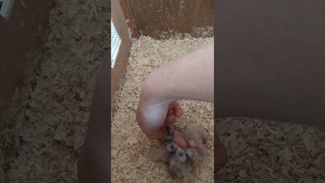 Рахит у птенцов корелл смотреть онлайн