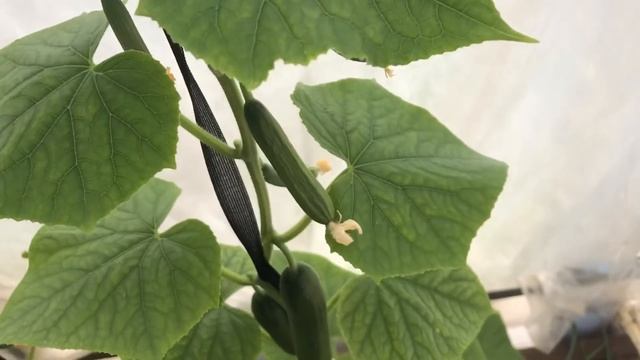 Урожай в теплице смотреть онлайн