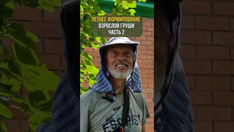 Летнее формирование взрослой груши. Часть 2