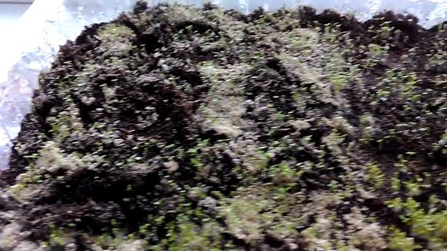 Как посадить любелию. Всходы.