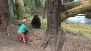 Смешные видео про детей, смешные видео про животных