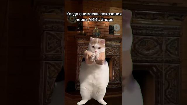 #аиис #элдис #коты #показания