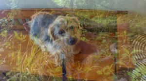Norfolk Terrier Otto's Way Revisited