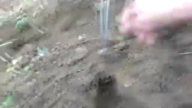 Слепыш. Как поймать слепыша в огороде, ловушка. смотреть онлайн