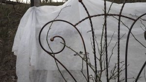 Обрезка почвопокровных роз, питомник роз полины козловой, rozarium.biz, pruning the groundcover ros