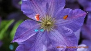 Клематис крупноцветковый Солина (clematis solina) ? обзор: как сажать, саженцы клематиса Солина