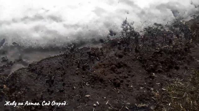 Выращивание арбузов на плёнке в Сибири.Сроки посева, подготовки грядки и высадки рассады.О погоде.