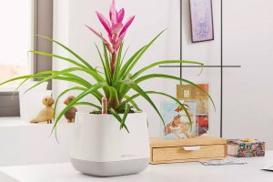 Кашпо для цветов ? LECHUZA YULA с автополивом ? #lechuzamoscow #автополив