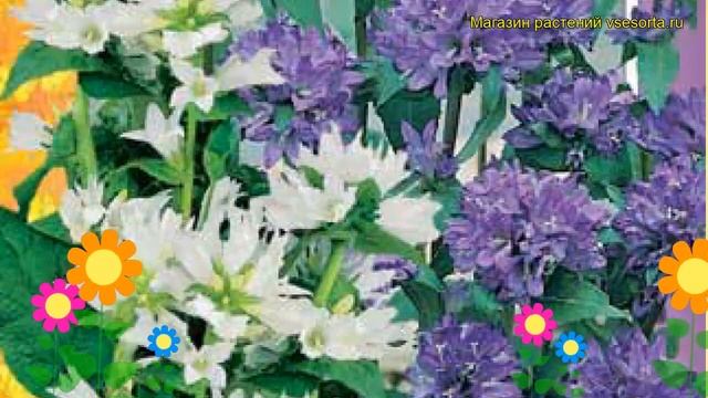 Колокольчик скученный Смесь. Краткий обзор, описание характеристик campanula glomerata