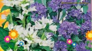 Колокольчик скученный Смесь. Краткий обзор, описание характеристик campanula glomerata