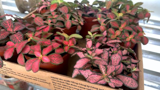 This beautiful potted plant will bring intense vitality to your home space смотреть онлайн