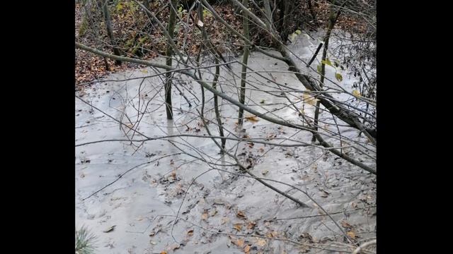 Экологическая катастрофа в Ленинградской области: лес залили бетоном