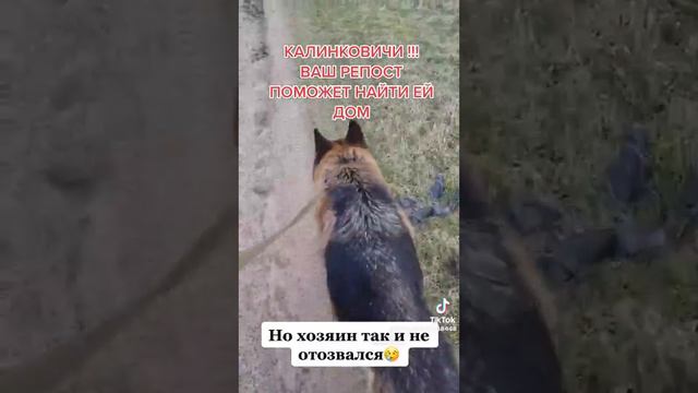 Люди Репост пожалуйста.Собаку предали. смотреть онлайн