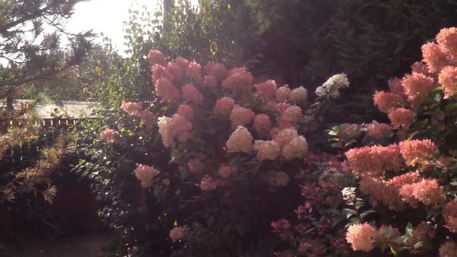 Гортензия Метельчатая и Крупнолистная 18.09.2021. Представлено 11.12.2021. смотреть онлайн