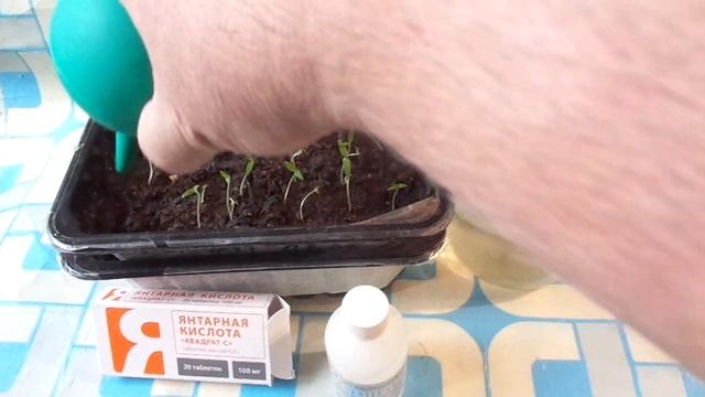 МОЩНАЯ подкормка ТОМАТОВ это СТИМУЛЯТОР МОЩНЫХ КОРНЕЙ янтарной кислотой и нашатырным спиртом смотреть онлайн