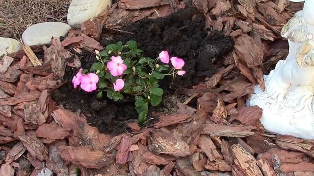 Бальзамин, ранункулюс посадка в саду смотреть онлайн