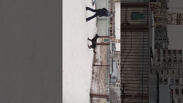 ЗБФ.  Ирхан.Работа на привязи. Дубль 2 смотреть онлайн