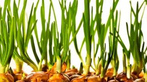 Как вырастить лук на подоконнике дома. Зеленый лук зимой.Выращивания пера лука в домашних условиях.
