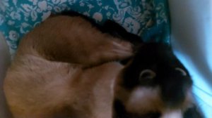 Рожает сиамская  кошка