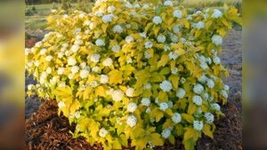 5 кустарников, которые преобразят ваш сад за короткое время
