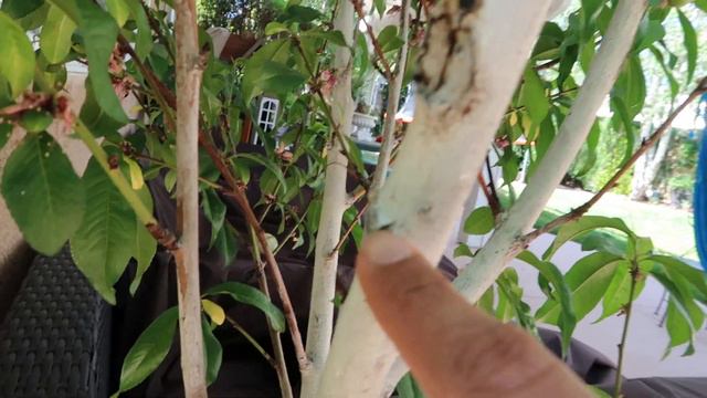 My Queen Nectarine fruiting / Growing in a Container Update