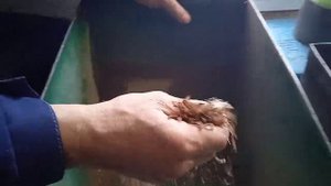 собираем семена, освобождаем и загружаем шишки сосны обыкновенной.