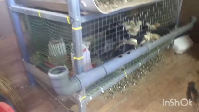 кормушка для цыплят из 50 ой канализационной трубы
