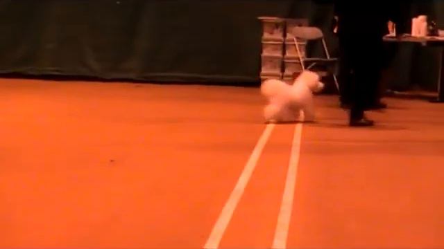 Valley BOB + BIG2. 27.9.2009. Judge: Monika Blaha смотреть онлайн