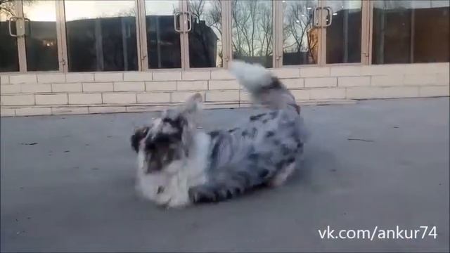 Трюки собак. Анкур, Челябинск смотреть онлайн