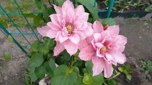 Клематис Литтл Мермэйд . Clematis Little Mermaid . Русалочка . Японские сорта клематисов .