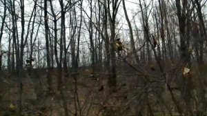 Охота на куницу с лайкой . Ознакомление молодой лайки с куницей .