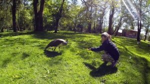 Наш визит в зоопарк.Cork Zoo. Корк зоопарк.