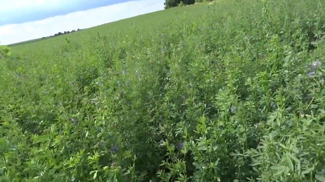 Повреждения бутонов люцерны люцерновым комариком ( 2016) смотреть онлайн