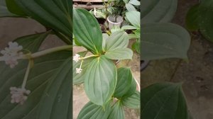 medinilla myrantha plant care for n hindi