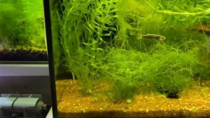 АКВАРИУМ БЕЗ ФИЛЬТРА: МОЖНО ЛИ СОДЕРЖАТЬ? l ПОЧЕМУ МОЖНО И ПОЧЕМУ НЕЛЬЗЯ l НУЖЕН ЛИ ВООБЩЕ ФИЛЬТР?