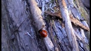 Грибы Вешенки в лесу собираем.