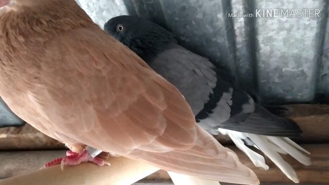 "Николаевские голуби в Саратове" Бабочка 89027174040 смотреть онлайн