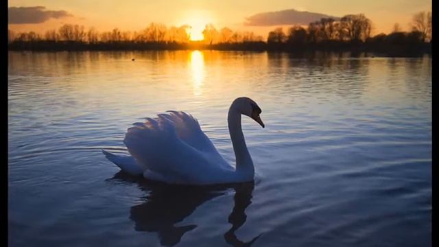 Лебеди. Стихи Ольги Матвеевой - Панфиловой. Музыка В. Каравановой. смотреть онлайн