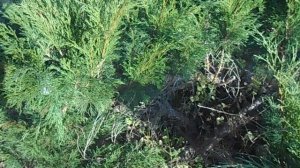 Стрижка можжевельника казацкого в ниваки. Начало.