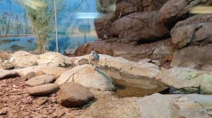 Московский зоопарк