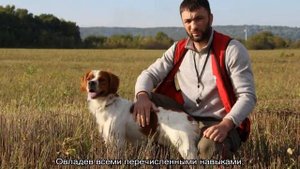 Бретонский эпаньоль (бретон): описание породы