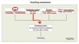 Механизм РВОТЫ /ТОШНОТЫ и фармакология противорвотных препаратов: морская болезнь, рак - USMLE step