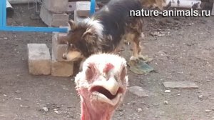 Как выглядит индюк
