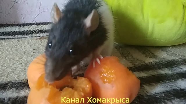 ИМЕНА ДЛЯ КРЫС  Как назвать крысу  Клички для крыс ДЕКОРАТИВНЫЕ ДОМАШНИЕ КРЫСЫ