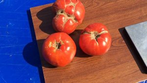 Сладкий гигантский томат. Сорт НАНИ БАО (Китай)