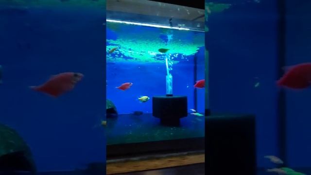 Начало моей Аква-разводни. Аквариумистика Казахстана. Аквариумные рыбки. Апистограмма. смотреть онлайн